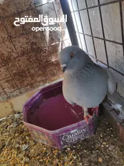  5 طواير للبيع