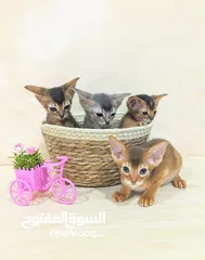  2 Purebred Abyssinian kittens Available  متوفر قطط حبشية أصيلة