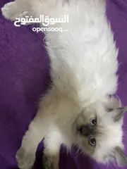  6 هملايا عمر 5 اشهر