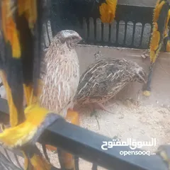  1 طيور سمان لبيع واقفاصه  