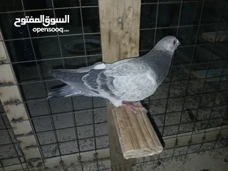  10 كوم كامل للبيع  دينارين ونص الحبه زق وكش الفحول كلها كش