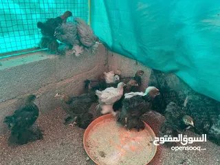  11 صيصان دجاج زينه خوارج ( براهما ، ماران ، استرالوب
