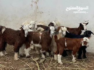  3 جدايا ومعهن2 سخلات من حلال الحواتم حلال نظيف وصحتهن ممتازه السعر: 48 اخر ف الرأس بالجمله وتنقي ع 58