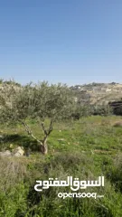  2 قطعة نص دونم دورا