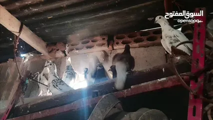  2 حمام للبيع 11 حبه من الاخر