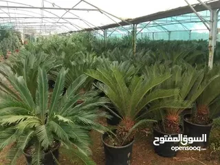  6 يتوفر جميع أنواع الاشجار  حمضيات لوزيات شجر زينه نسعد بخدمتكم
