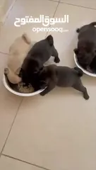  9 Pug Puppies Dubai-UAE
