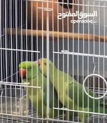  1 بغبغاء دره