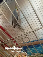  14 يوجد لدي اربع ببغاوات كوكتيل ما في ولا واحد منهم اليف في واحد بس شوي اليف  شاهد الوصف