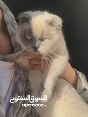  5 للبدل قطة بريتش شورت هير فولد ايرز