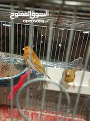  2 جوزين كنار للبيع  ما شاء الله عليهم شغالات بصلاة على النبي