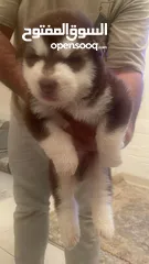  2 Alaskan Malamute  giant 45 days for reservation