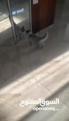  7 قطط شيرازي للبيع