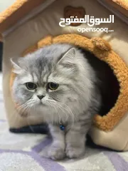  1 شيرازي بيرشن شيدي سلفر تحديدا