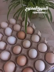  1 بيض مخصب قابل للتحضين، خليط سلالات