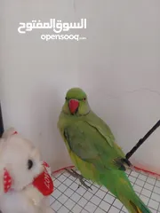  6 ببغاء درارة هندي ذكر كوكو عمر سنتين مطوق اليف جدا ما بعض نهائي لعوب بحب الاطفال