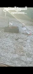 4 جوزين حلوات      بطارد على بيض