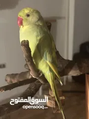  10 باذن الله جوز ببغاء دره هندي أليفات ومتكلمات