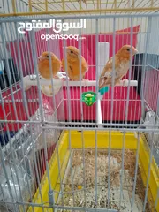  3 جوز عصافير مع فراخهم للبيع ... لا يوجد خدمة توصيل