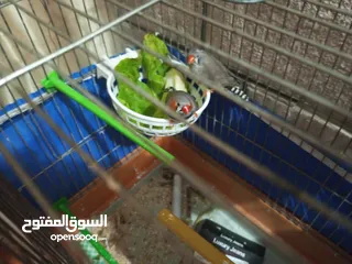  20 مجموعه اغراض للبيع