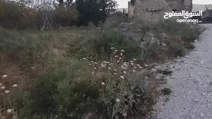  3 ارض للبيع في الحمه الاردنيه مزروع جوافه وكل انواع الحمضيات بثلاثه قواشين مستقلات ومتلاصقات لمالك واح