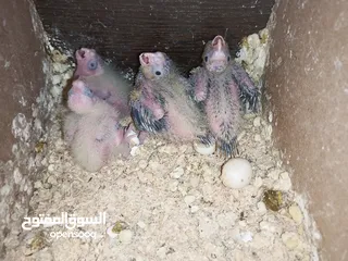  4 موجود جواز كوكتيل شغال ومنتجة تحتهم فراخ وقفاص وفراخ زق يدوي
