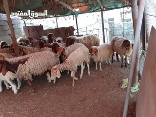  1 نعيمي نعاج للتربيه مداني بيع جمله 45 راس مع تبع