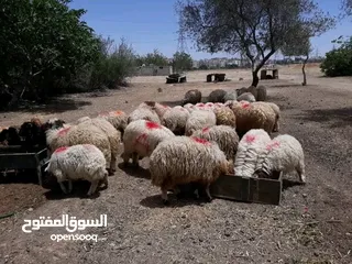  3 عقيقه ..فدو ...ندر..أضاحي .جميع اوزان