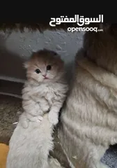  5 قط ذكر شعر طويل أطراف قصيره لون كرميل مميز العمر 3 أشهر