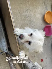  4 كلب لطيف للبيع بسعر ممتاز