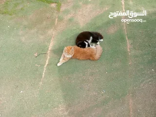  2 بيع قطط شيرازي السوداء انثى والشقراء ذكر ع سعر 500 الثنتين