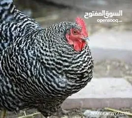  27 صوص لوهمان براون الالماني Lohman Brown  السلالة الاصلية