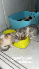  3 2 Small Little Kittens