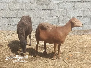  2 جعد لتربيه والذبح اقراء الوصف قبل التواصل