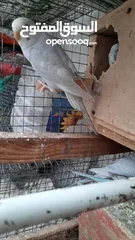  3 طيور البادجي او العشاق