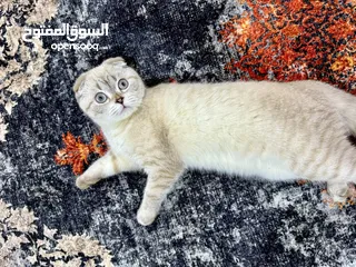  3 انثى سكوتش فولد