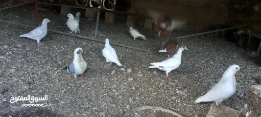  10 جواز حمام شغاله  للبيع  الكوم  17 حبه سعر الحبه دينارين من الاخر