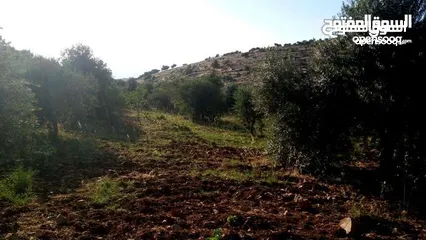  10 أرض استثماريه مميزه بجبال عجلون السياحيه