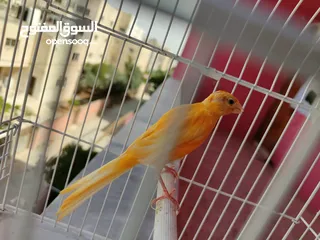  2 طواير بنديق
