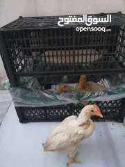  5 بط للبيع عدد 2 عمر شهرين
