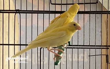  5 سعرر حرقق مخاليف كنار الحبة ع 6((((((نهايتهم))))))