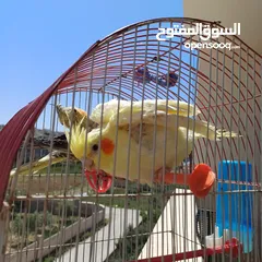  6 عصافير كوكتيل للبيع حبات جامبو ونضيفه