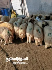  2 ذبيح للبيع طيبه سمان عزيمه ثلاجه خرفان طيبة هرفي جذع وتساب اتصال لتوصيل جميع مناطق قطر سوري بلدي