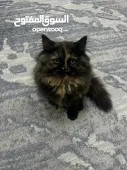  4 قطط للبيع شانشيلا
