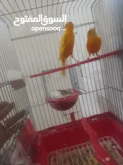  1 جوز فيشر + وجوزكنار جواز سغاله