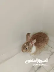  3 ارنب ذكر بلدي فرنسي شغال 100% صحه ممتازه جدا تب نظافه الوزن 3 كيلو والعمر تقريبا سنه.              .