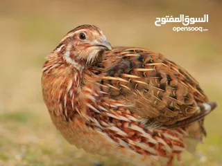  3 طيور فري السمان للبيع في الاردن