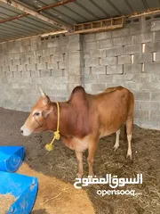  7 لحم بقر طازج و شواء