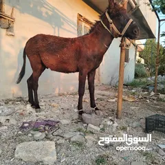  2 فحل بالصلاه عالنبي عمره 3سنين ارتفاع 114 صحه ونظافه كفاله حراث واركوب وتحميل للبيع او البدل علئ حمار