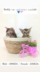  12 Purebred Abyssinian kittens Available  متوفر قطط حبشية أصيلة